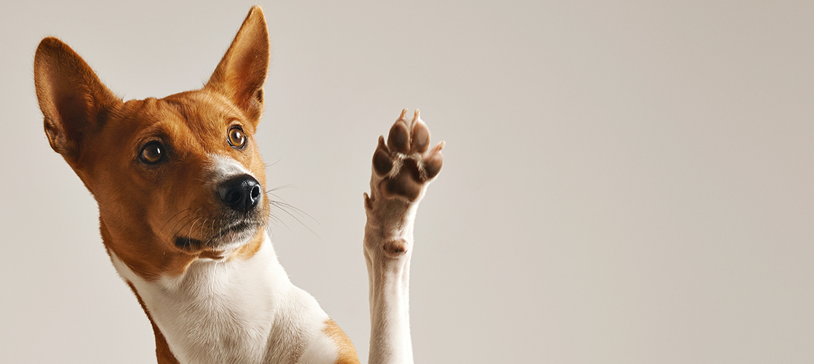 _0002s_0000_Hunde